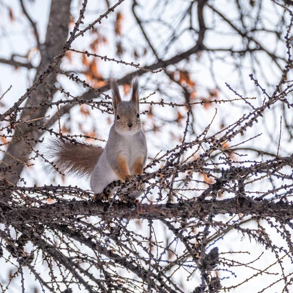 La ardilla se sienta en una rama en invierno u otoño sobre un fondo nublado — Foto de Stock