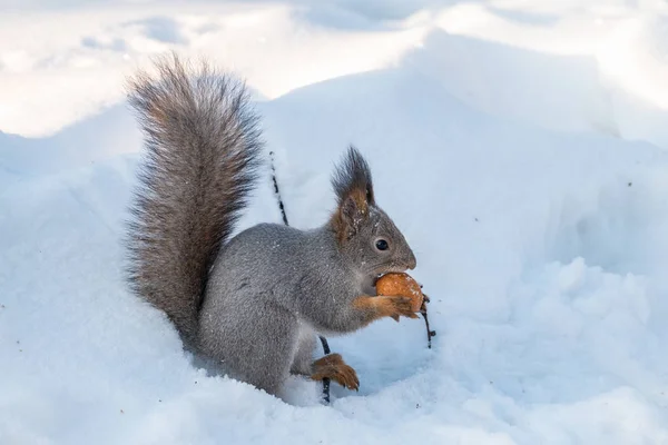 The squirrel sits on white snow with nut in the sunset light. — Stock Photo, Image