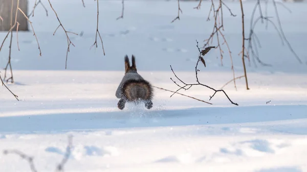 A rear view of a squirrel quickly runs through the white snow. — 스톡 사진