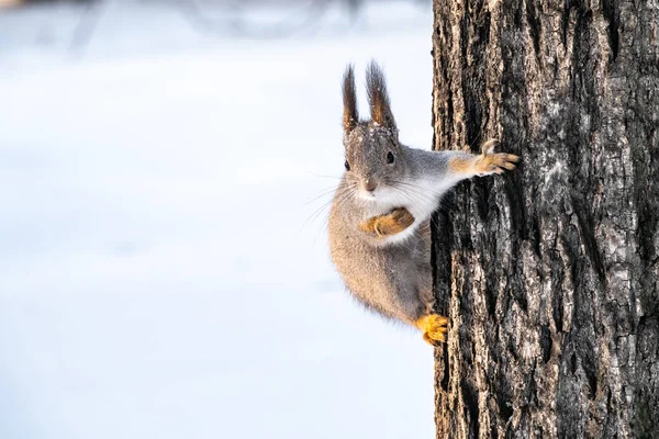 Funny squirrel sitting on a tree trunk in winter — Stock Photo, Image