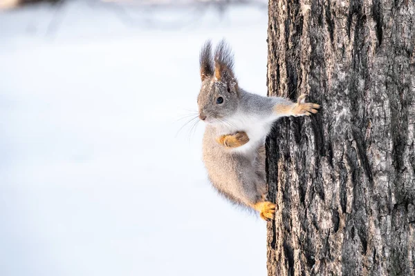 Śmieszna wiewiórka siedzi na pniu drzewa w zimie — Zdjęcie stockowe