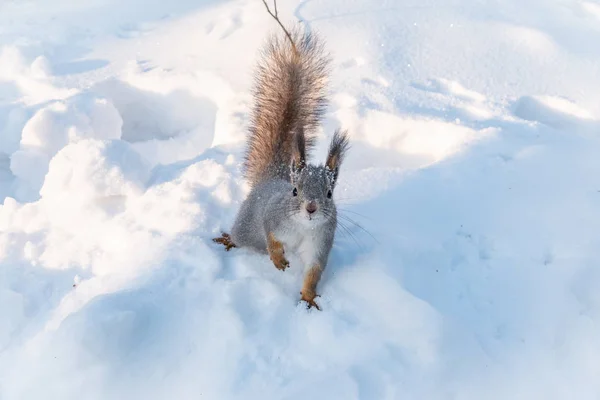 O esquilo senta-se na neve branca ao pôr-do-sol . — Fotografia de Stock