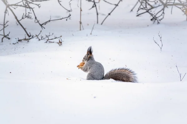 The squirrel sits on white snow with nut — 스톡 사진