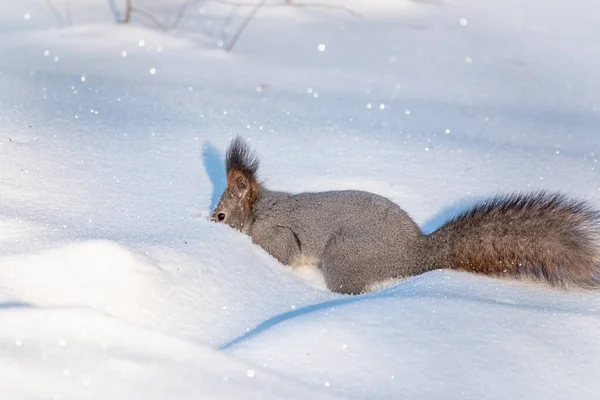 Eekhoorn verbergt noten in de witte sneeuw — Stockfoto