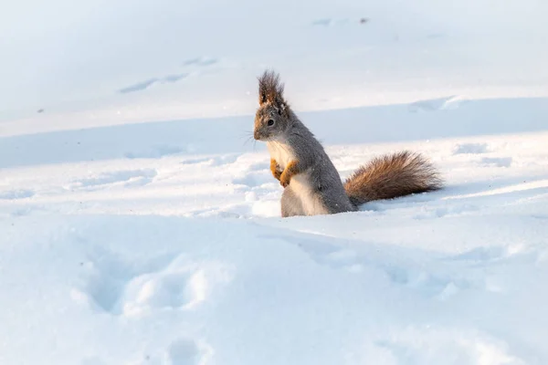 Eichhörnchen steht auf seinen Hinterbeinen im weißen Schnee. — Stockfoto