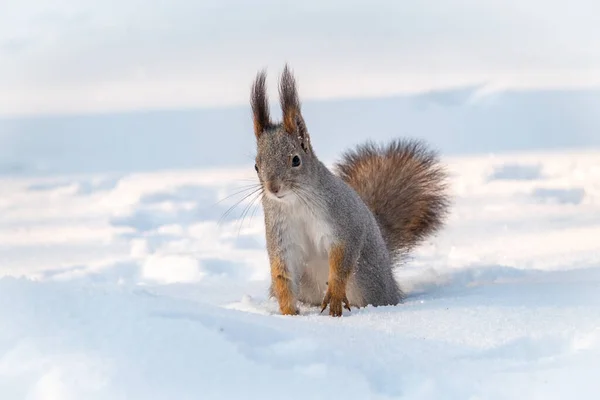 Das Eichhörnchen sitzt auf weißem Schnee im Sonnenuntergangslicht. — Stockfoto