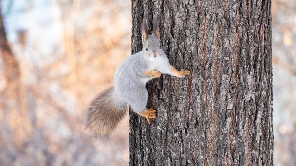 Śmieszna wiewiórka siedzi na pniu drzewa w zimie — Zdjęcie stockowe
