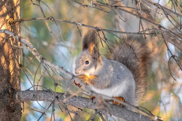 다람쥐는 겨울이나 가을철에 나뭇가지에 앉는다 — 스톡 사진