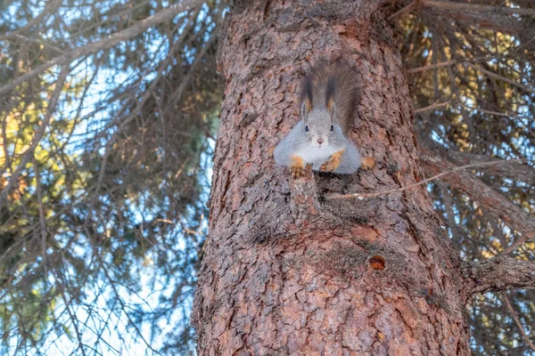 The squirrel goes down the pine tree trunk. — Stock Photo, Image