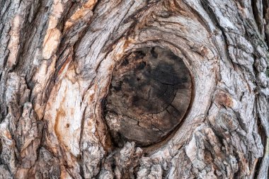 Kırık dallı eski akçaağaç kabuğunun dokusu.