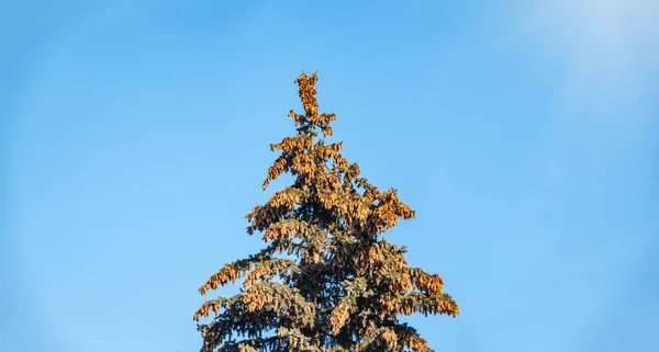Árvore de abeto com muitos cones contra um céu azul . — Fotografia de Stock