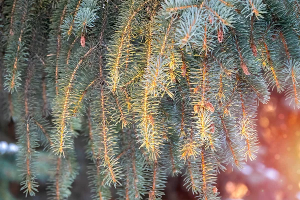 Fir branch with needles in the sunset light — 스톡 사진