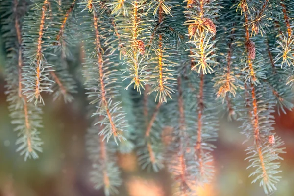 Fir branch with needles in the sunset light