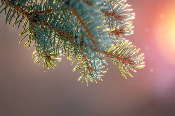 Fir branch with needles in the sunset light