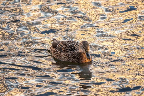 Een eend zwemt in het donkere water van een vijver bij zonsondergang. — Stockfoto