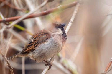 Sparrow yaprakları olmayan bir dalda oturuyor..
