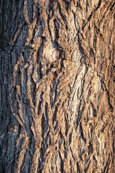 Kabartmalı eski bir akçaağaç kabuğunun dokusu — Stok fotoğraf