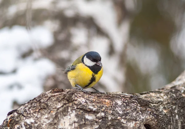 Lindo pájaro Gran teta, pájaro cantor sentado en la rama con fondo borroso de otoño o invierno —  Fotos de Stock