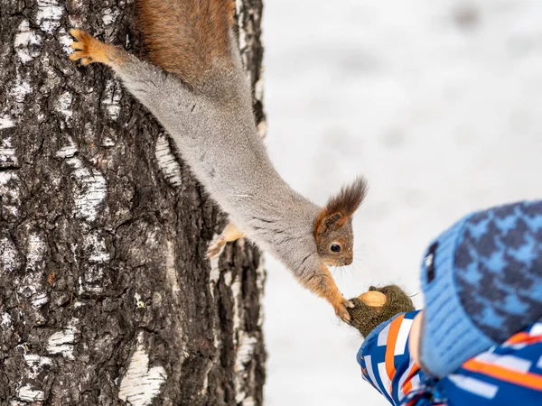 Маленький ребенок зимой кормит белку орехом . — стоковое фото