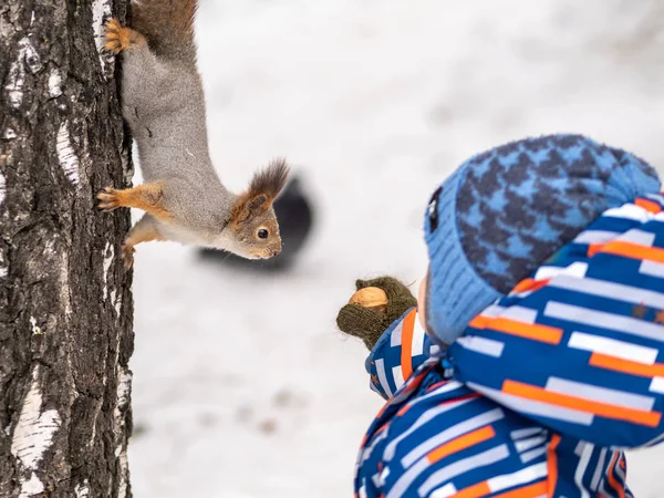 A little child in winter feeds a squirrel with a nut. — Stock Photo, Image