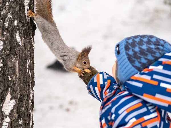 Маленький ребенок зимой кормит белку орехом . — стоковое фото