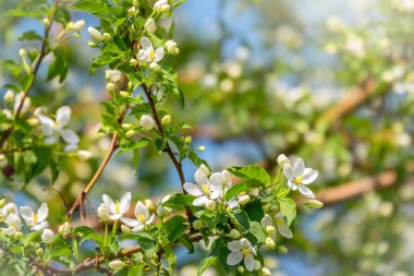 Beyaz çiçek açan elma ağaçları..