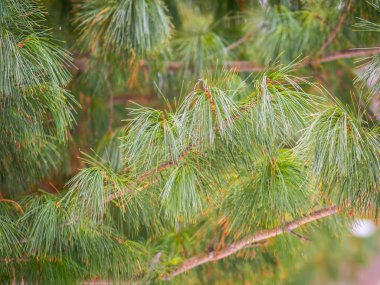 Sedir dalları, güzel bulanık bir arkaplan ile uzun tüylü iğneler..