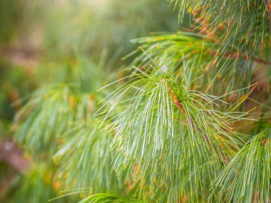 Sedir dalları, güzel bulanık bir arkaplan ile uzun tüylü iğneler..