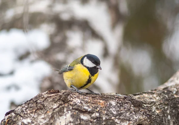 Söt fågel Bra tit, sångfågel sitter på grenen med suddig höst eller vinter bakgrund — Stockfoto