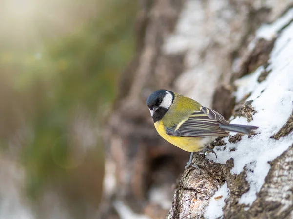 Söt fågel Bra tit, sångfågel sitter på grenen med suddig höst eller vinter bakgrund — Stockfoto
