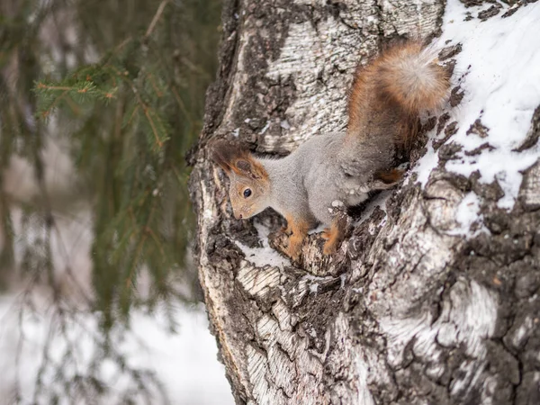 Ardilla en invierno se sienta en una rama de árbol con nieve . — Foto de Stock