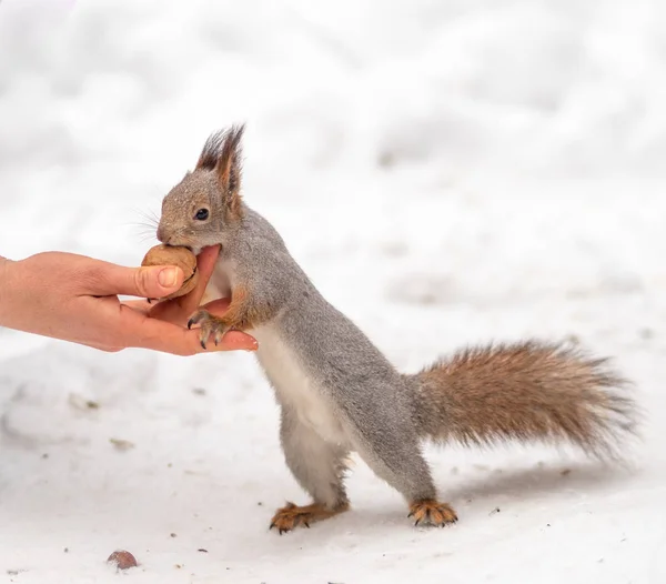 Девушка кормит белку орехами зимой — стоковое фото
