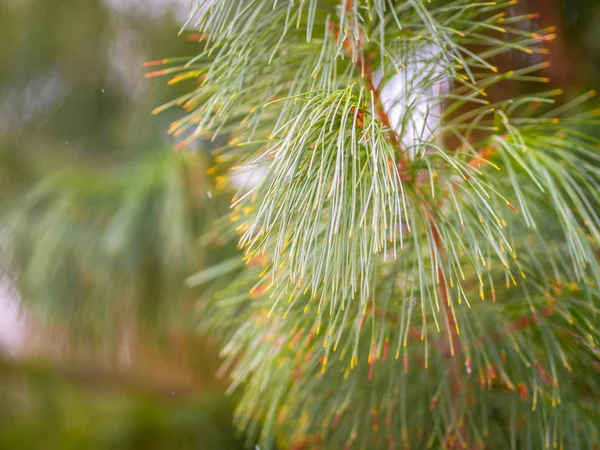 Cedar grenar med långa fluffiga nålar med en vacker suddig bakgrund. — Stockfoto