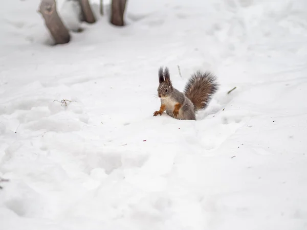 Das Eichhörnchen sitzt auf weißem Schnee. Porträt eines Eichhörnchens — Stockfoto