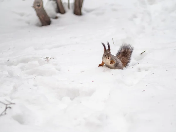 La ardilla divertida se sienta en la nieve blanca . — Foto de Stock