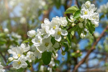 Beyaz çiçek açan elma ağaçları..