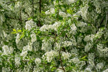Beyaz çiçekler açan kuş kirazı..