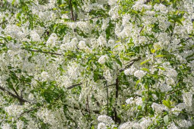 Beyaz çiçekler açan kuş kirazı..