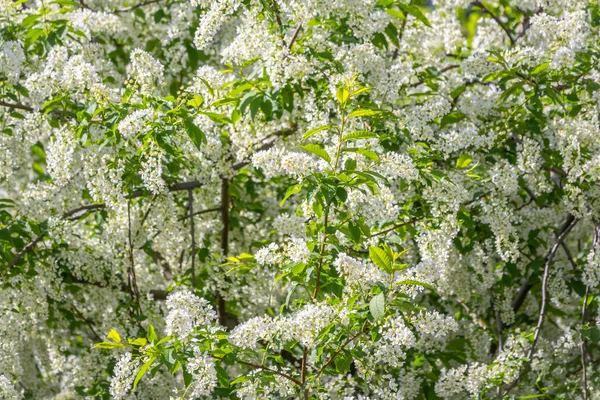 Weiße Blumen blühende Vogelkirsche. — Stockfoto
