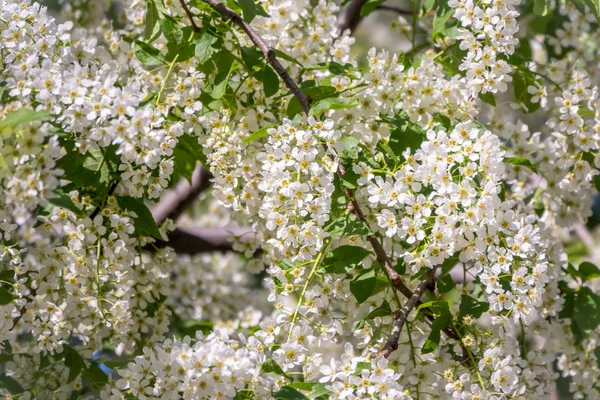 Weiße Blumen blühende Vogelkirsche. — Stockfoto