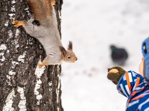 A little child in winter feeds a squirrel with a nut. — Stock Photo, Image