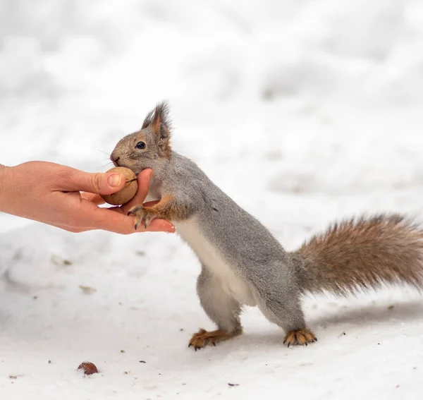 Девушка кормит белку орехами зимой — стоковое фото