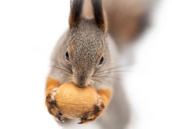 Uno scoiattolo siede con una noce su uno sfondo bianco isolato . — Foto Stock