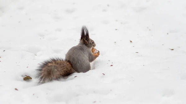 The squirrel sits on white snow with nut — Stock Photo, Image