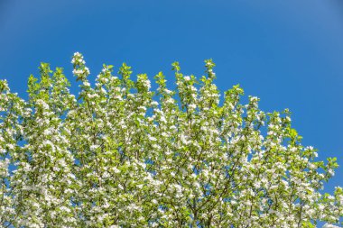 Mavi gökyüzünün arka planında beyaz çiçekli elma dalları.