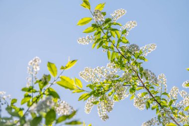 Mavi gökyüzünün arka planında beyaz çiçekli kuş kiraz dalları.