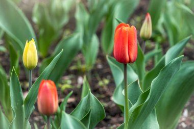 Yeşil arka planda kırmızı ve sarı laleler