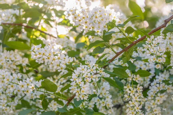 Weiße Blumen blühende Vogelkirsche. — Stockfoto