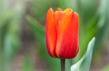 Gün batımında arka planda bulanık kırmızı lale