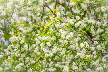 Beyaz çiçekler açan kuş kirazı..